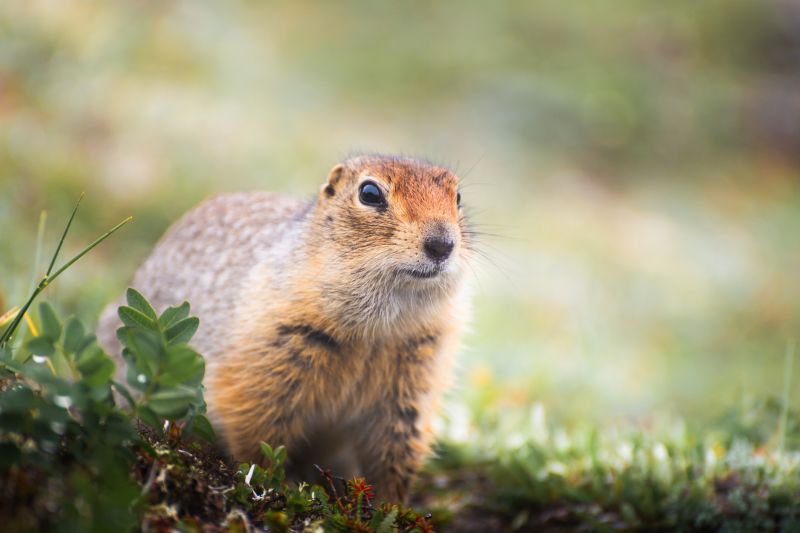 Gopher Control