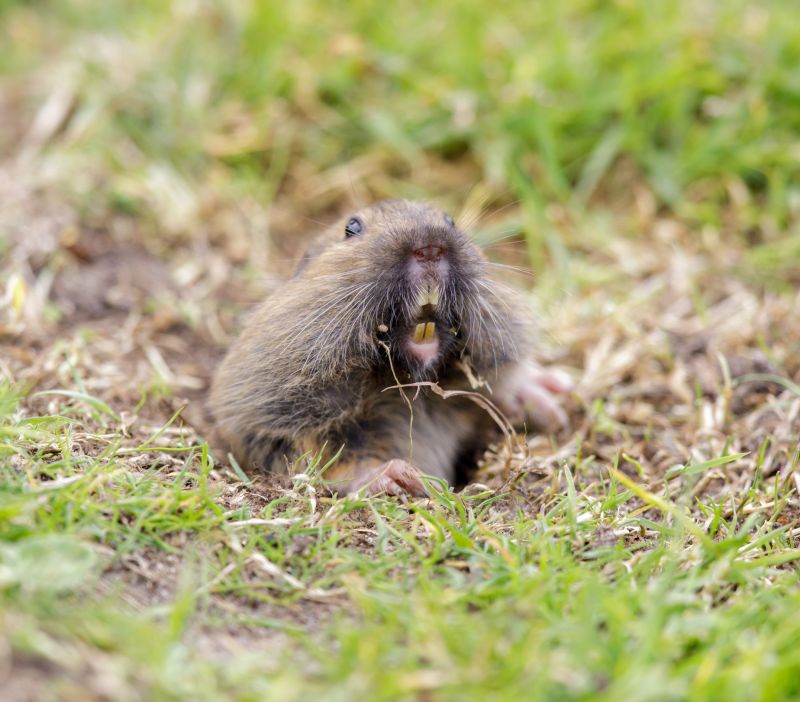 Gopher Control