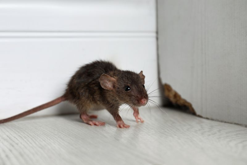 Common Rodent Problems Found In Commercial Properties