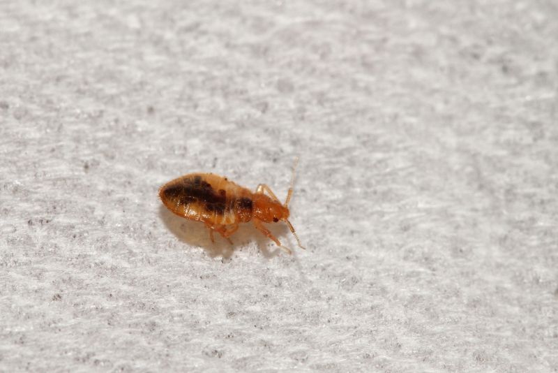 Bed Bug Pest