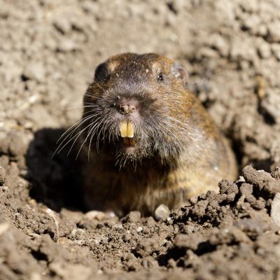 Gopher Control