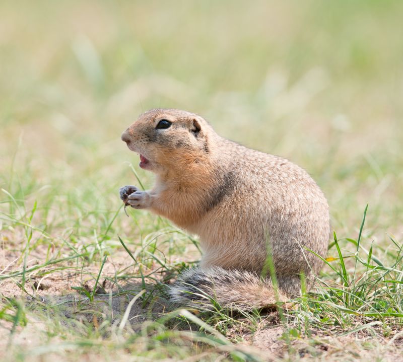 Gopher Control in Action