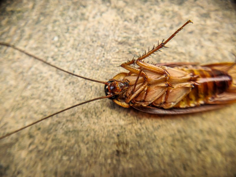 Moth Extermination in Katy, TX