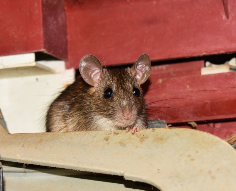 Signs You Have A Mouse, Rat, Or Rodent Infestation