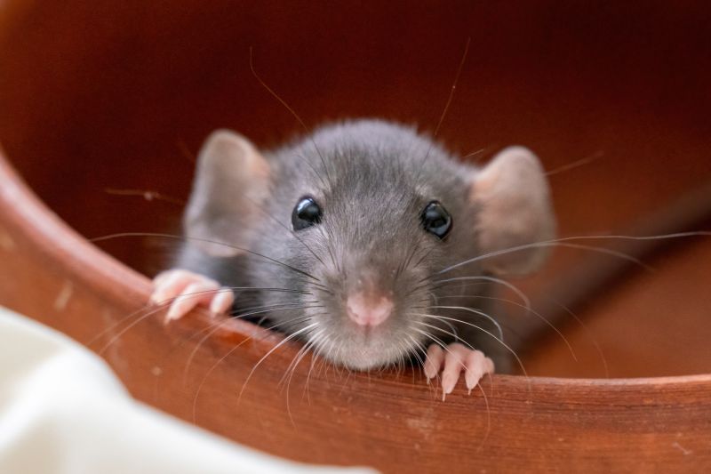 Signs You Have A Mouse, Rat, Or Rodent Infestation