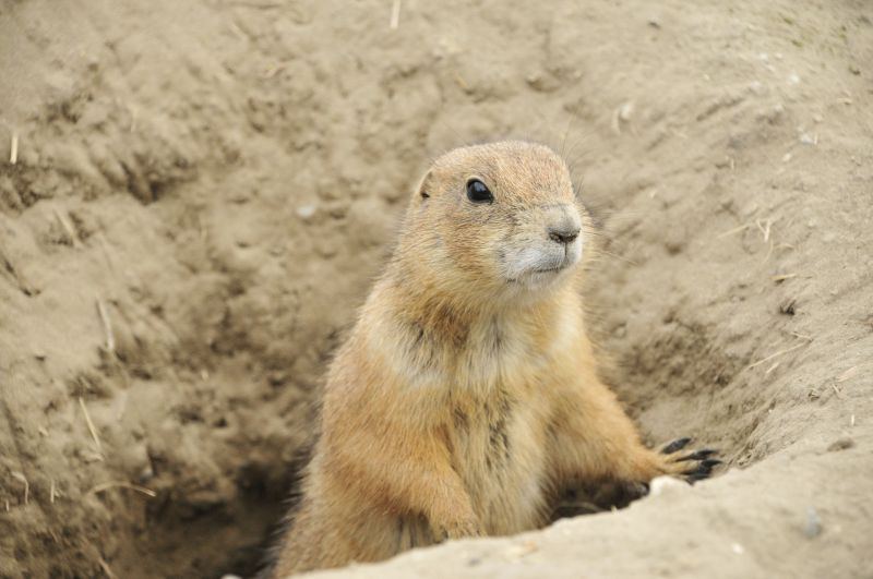 Professional Gopher Control Team