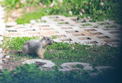 Gopher Control, Gopher Control, Idaho